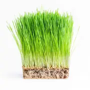Barley Grain Grass Sprout Seeds