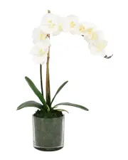 Creative Displays Orchid Arrangement with Moss in Glass Vase NoSize White