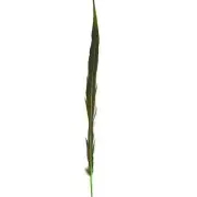 10" to 20" Golden Pheasant Side Tail Feather - Olive Green ((SECONDS))