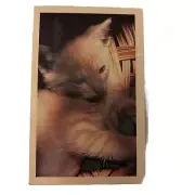 Postcard Cat Print The Doris Day Animal League Washington DC