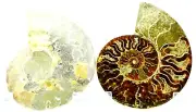 Large Ammonite Pair Multi Color Crystals XXL 139mm 110myo FOSSIL 5.5" e4947ee