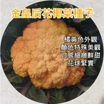 【現貨。不用再問】新品種 一代交配 金皇后花椰菜種子 橘黃色 花椰菜 F1 種子 蔬菜種子