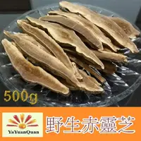 在飛比找momo購物網優惠-【亞源泉】野生赤靈芝500g(整朵或切片)