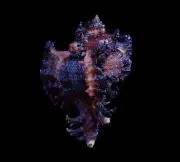 Sea shells- Chicoreus brunneus- 56mm