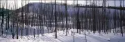 ShelfScapes #631 Winter Burn 10" x 30" Diorama Backdrop For Toy Soldiers