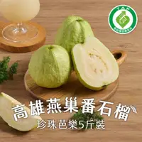 在飛比找ETMall東森購物網優惠-【匯通果菜】燕巢產銷履歷珍珠芭樂5斤(產地直送_375-50