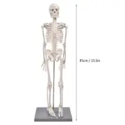 85cm Human Skeleton Model With Stand Biological Experiment Tool Accessory New