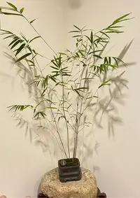 在飛比找Yahoo!奇摩拍賣優惠-千易堂 內門竹 觀賞盆栽