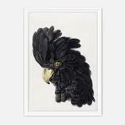 Galrie Stunning Black Cockatoo Art Print - Detailed Vintage Ornithological Illustration, White Frame, A4 21 x 30cm (8 x 12inch)