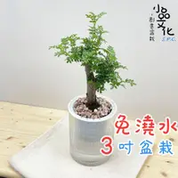 在飛比找蝦皮商城優惠-【小品文化】胡椒木【現貨】3吋條紋圓免澆水盆栽 懶人盆栽 觀