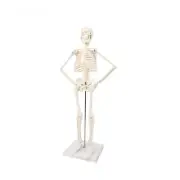 45CM Anatomical Anatomy Human Skeleton Model Human Spine Skeleton Education New