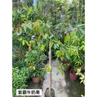 在飛比找蝦皮購物優惠-【花無缺❶號】水果苗 ⚇紫霸牛奶果 /  大果龍貢