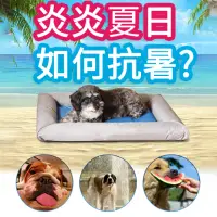 在飛比找momo購物網優惠-【K&H PET】美國原裝KH寵物水床降溫耐咬墊(寵物用品 