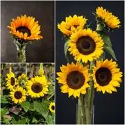 Sunflower - Meridian Yellow seeds