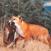 1984 Postcard Reynard The Deadly Red Fox Pheasant Captured Card from Italy LQQK