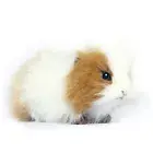 Brown Guinea Pig Hansa Realistic Soft Animal Plush Toy 20cm **FREE DELIVERY**