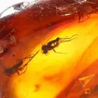 Genuine Baltic Amber Fossil Swarm of Gnat Insects 2.49g Natural Rare Inclusion