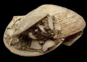 FOSSIL SHELL, MILTHA HAMPTONENSIS, AUSTRALIA F373