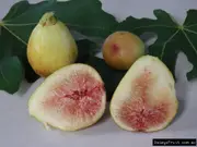 Dwarf Fig Brown Tree - Ficus carica