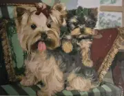 Paint by Number 40cm x 50cm Unframed 2 Terrier Dogs