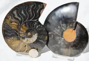 Large Black Ammonite Pair Crystal LARGE 109mm Dinosaur FOSSIL 4.2" n2158vv