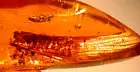 GIANT Golden Mastotermes Termite Wings with Spider in Dominican Amber Fossil