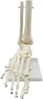 1:1 Human Skeleton Foot Anatomy Model Foot and Ankle with Anatomical Model Anato