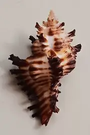 Sea shell Chicoreus banksii f. crocatus 52.1mm, gem, nice pattern, perfect