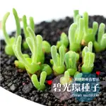 CARMO多肉植物碧光環種子套組(土+盆+種子) 多肉種子｜兔斯基｜碧光環園藝種子｜植栽播種套組