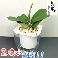 在飛比找蝦皮商城優惠-【小品文化】心葉毬蘭【現貨】4吋透明免澆水盆栽 懶人盆栽 加