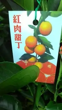 在飛比找Yahoo!奇摩拍賣優惠-花花世界-水果苗**紅肉柳丁**-紅肉甜丁-紅肉丁/ 4.5