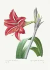 Brazilian Amaryllis - 1800's Pierre-Joseph Redoute Botanical Illustration Poster