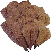 Fish Almond Leaves - Catappa Leaves for for Aquarium Shrimp Tank Decorations Water Conditioner, Nest Accessories for Snakes, Lizards, Frogs