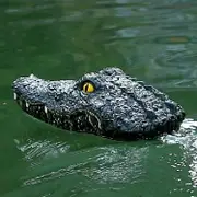RC Toy Robot Crocodile Snappy Jaw Remote Control Water Toy Wireless 2.4Ghz