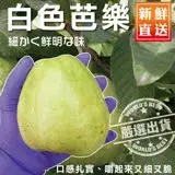 在飛比找遠傳friDay購物優惠-【果農直配】燕巢牛奶珍珠芭樂大顆(約20斤/箱)