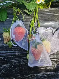 在飛比找樂天市場購物網優惠-水果套袋 防蟲袋 番茄草莓防鳥網袋防蟲套袋紗袋無花果葡萄透氣