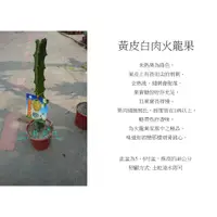 在飛比找蝦皮購物優惠-心栽花坊-黃皮白肉火龍果/黃龍果/水果苗/售價500特價40