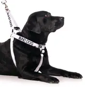 BLIND DOG - L/XL adjustable Strap Harness