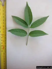 Polyscias murrayi Pencil Cedar Tree -