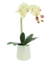 Creative Displays Orchid Arranged in Glass Pot with Rocks