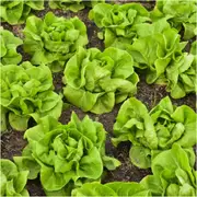 Lettuce - Buttercrunch seeds