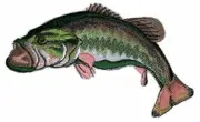 Bass Fish Embroidered Iron On/Sew patch [7" x 3"]