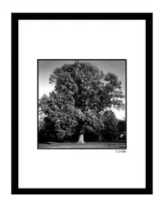 Massive Tree Wall Art by Steven A. Heller