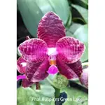 【花殿】PHAL.AUSPICES GREEN LAKE 2.5" 實生 蝴蝶蘭