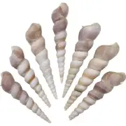 Turritella Terebra Polished Craft Bulk Shells 3-4" (1 Kilo) (appx 90 pcs)