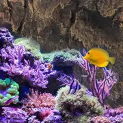 Vivarium Backdrop Snake Terrarium Background Lizard Tank Background