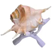 Gomukhi Shankh Gaumukhi Shankha Cow Conch Shell Panchmukhi Shankh Blowing Shankh