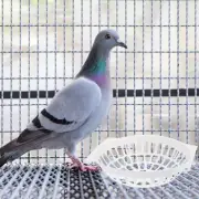 Canary Tool Pigeon Supplies Parrot Nesting Box Bird Cage Bed