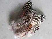 Peacock Feathers, Natural brown striped feathers, ~9-13 cm, 6pcs