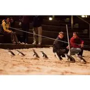 Save 8.33%! Phillip Island Penguin Parade, Wildlife and Beach Boxes Bus Tour